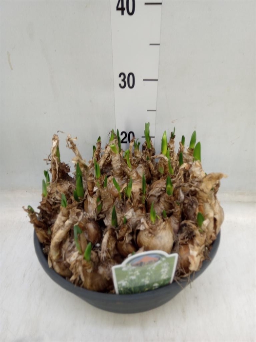 <h4>Leucojum aestivum</h4>