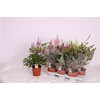 Astilbe Overig