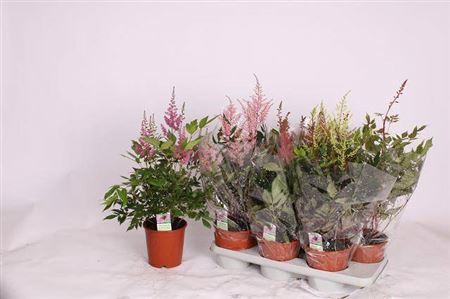 Astilbe Overig