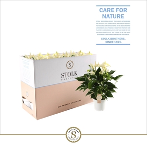 White Champion 14cm in Ecobox