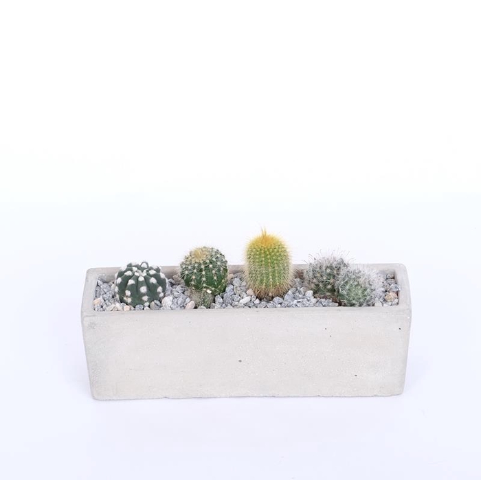 <h4>CACTACEAE 551442 Beton Deco 4x3,5 cm</h4>