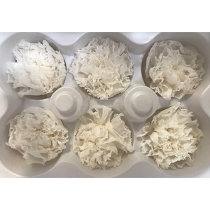 Anjer Princess White