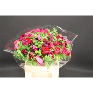 Anem Z Mistral Magenta