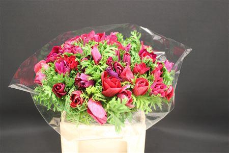 <h4>Anem Z Mistral Magenta</h4>