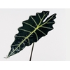 ALOCASIA  AMAZONICA