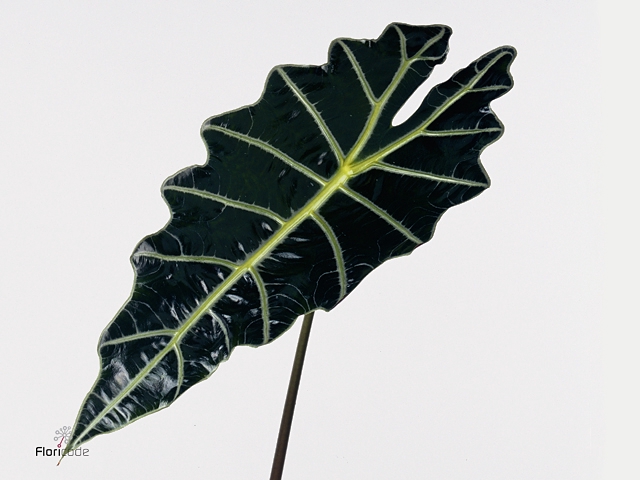 ALOCASIA  AMAZONICA
