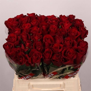 R Gr Ever Red Extra Mlima