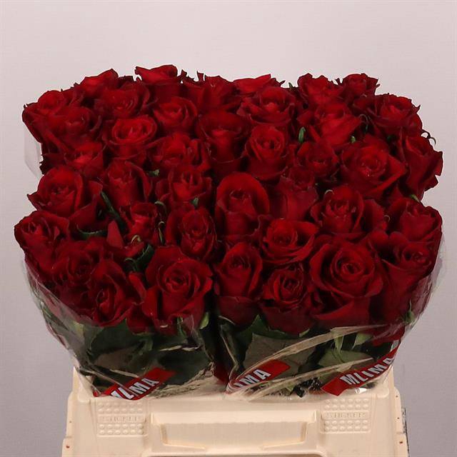 <h4>R Gr Ever Red Extra Mlima</h4>