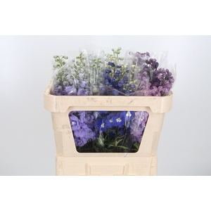 Delphinium El Gemengd