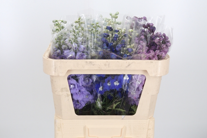 <h4>Delphinium El Gemengd</h4>