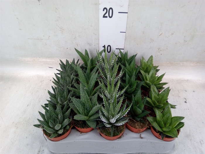 <h4>Aloe   ...mix</h4>