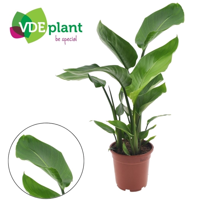 <h4>Strelitzia nicolai</h4>