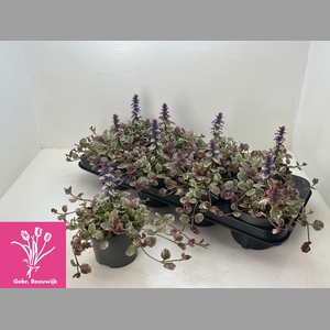 AJUGA R BURGUNDY GLO