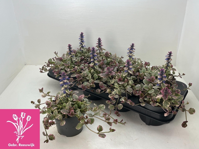 <h4>AJUGA R BURGUNDY GLO</h4>