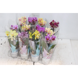 PHALAENOPSIS MINI P06