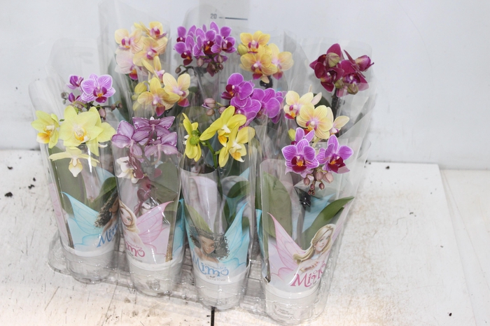 <h4>PHALAENOPSIS MINI P06</h4>