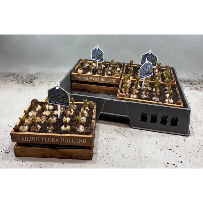 <h4>ARR MUSCARI</h4>