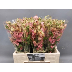 DELPH EN PINK SENSAT