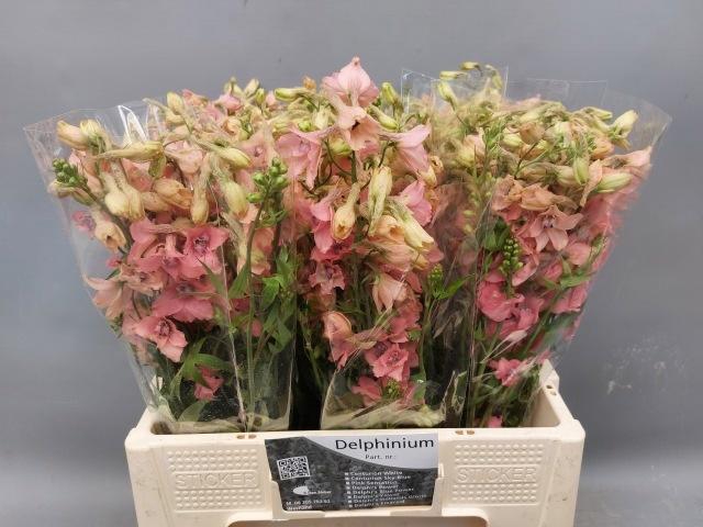 <h4>DELPH EN PINK SENSAT</h4>