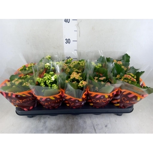 Kalanchoe blos.   ..rosebud mix  5