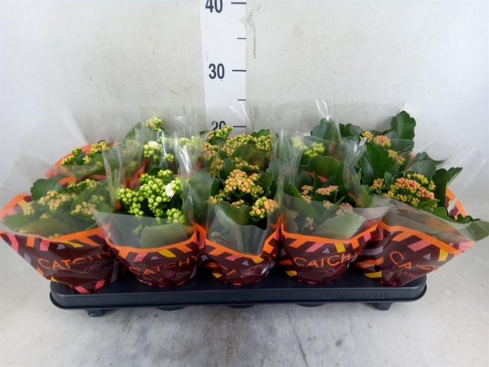 <h4>Kalanchoe blos.   ..rosebud mix  5</h4>