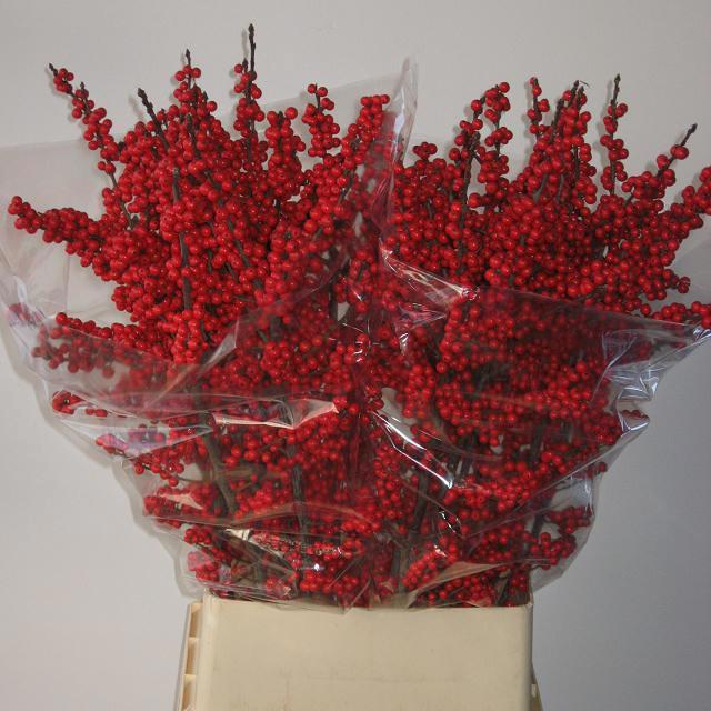 <h4>ILEX VE RODE BES</h4>