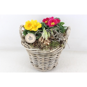 arr4 Primula PL - Kubumand hoog x2