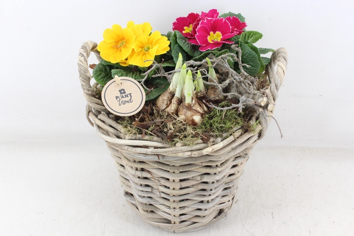 <h4>arr4 Primula PL - Kubumand hoog x2</h4>