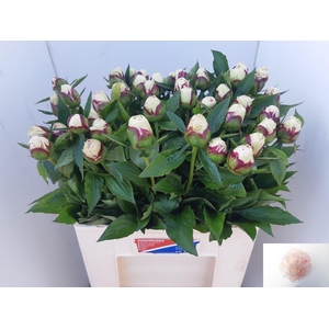 PAEO L SHIRLE TEMPLE