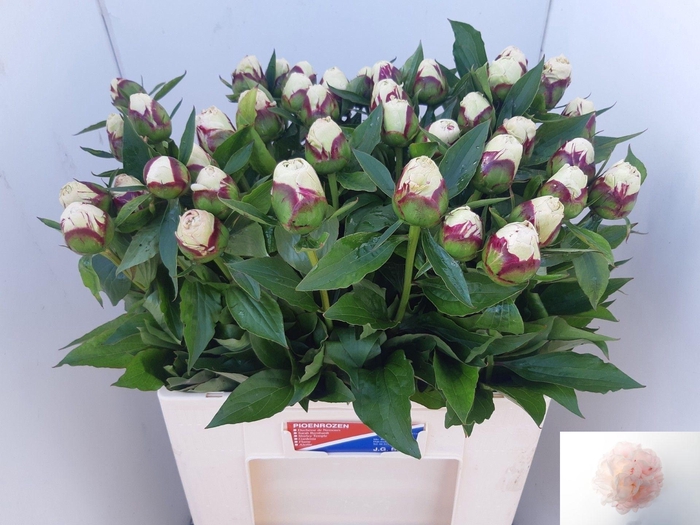 <h4>PAEO L SHIRLE TEMPLE</h4>