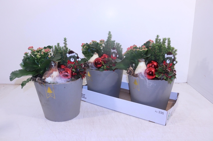 <h4>ARR HIPPEASTRUM</h4>