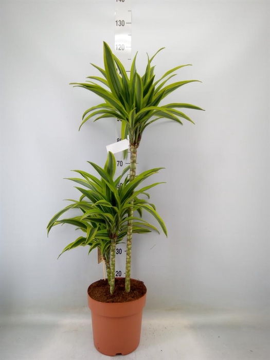 <h4>Dracaena fr de 'LemonLime'</h4>