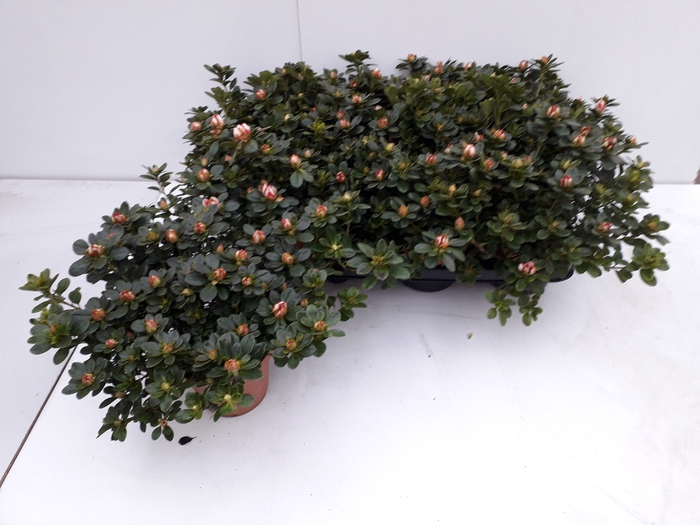 <h4>RHODO SI MEVR GERARD</h4>