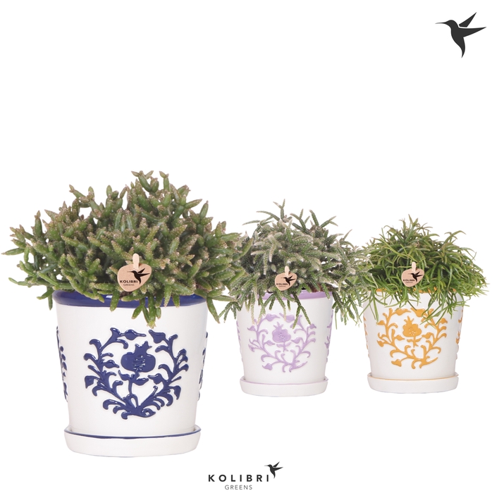 <h4>Rhipsalis Gemengd Keramiek Malaga</h4>