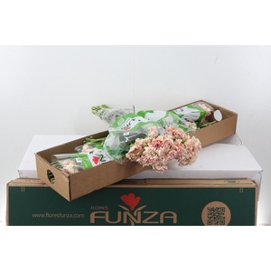 Di St Pink Cuddle Box