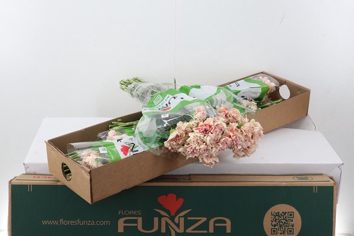 <h4>Di St Pink Cuddle Box</h4>