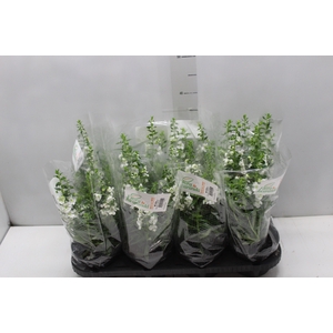 ANGELONIA P14 BRANCO