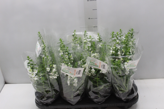 ANGELONIA P14 BRANCO