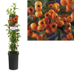 Pyracantha 'Golden Charmer' +light label