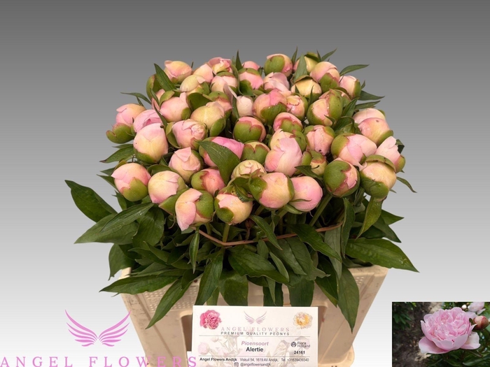 <h4>PAEO L ALERTIE</h4>