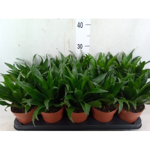 Dracaena frag. 'Compacta'
