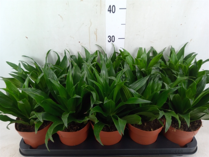 <h4>Dracaena frag. 'Compacta'</h4>