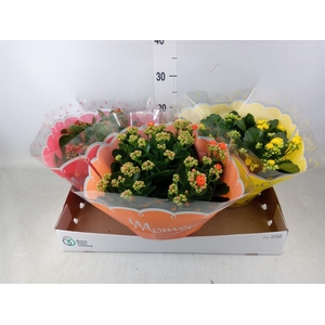 Kalanchoe blos.   ..rosebud mix  3