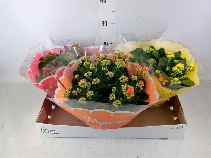 <h4>Kalanchoe blos.   ..rosebud mix  3</h4>