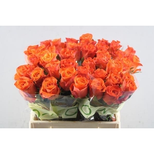 R Gr Orange Wave L40