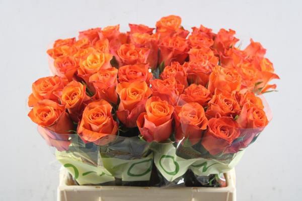 <h4>R Gr Orange Wave L40</h4>