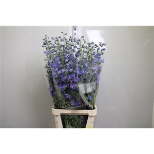 Delphinium DU 'Delphis Blue Power'