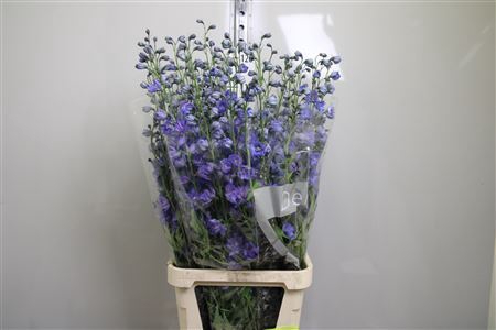 <h4>Delphinium DU 'Delphis Blue Power'</h4>