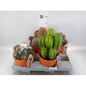 Cactus ...mix