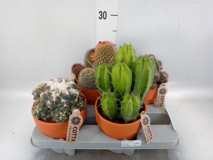 <h4>Cactus   ...mix</h4>